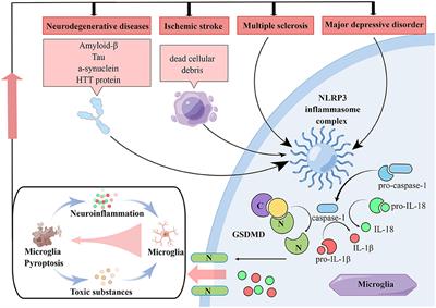 Frontiers Microglia Pyroptosis A Candidate Target For Neurological